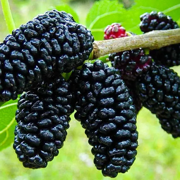 Avustralya Dut resmi