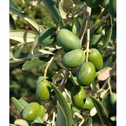 Delice Aşılı Cekişte resmi