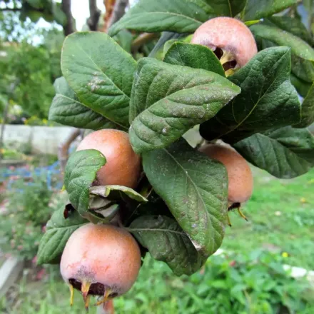 Muşmula Fidanı resmi