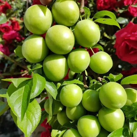 Agustos-Geççi Papaz resmi