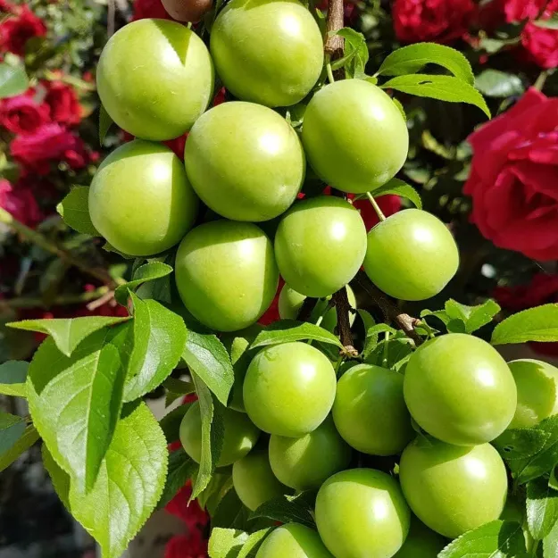 Agustos-Geççi Papaz resmi