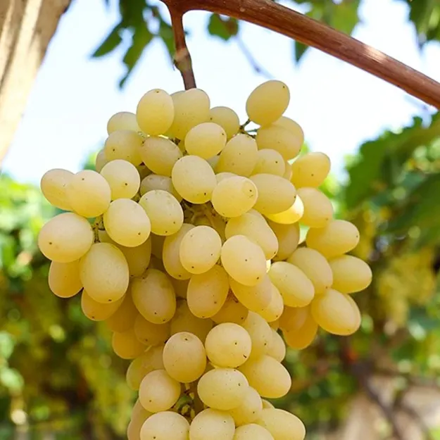 Cekirdeksiz Sultani Uzum resmi