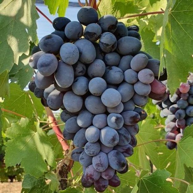 Efes Karası Uzum resmi